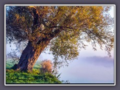 Hamme - meine Freund der Baum