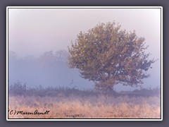 Hammeweg - im Nebel