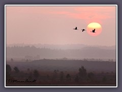 Kraniche - im Sonnenaufgang