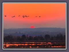 Kraniche - in roter Sonne