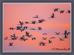 Kranichflug im Morgenrot