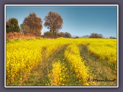 Landwirtschaft - Senfsaat Gründünger