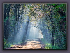 Lichtstrahlen im Wald