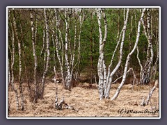 Moorbirken - im trockenen Moor