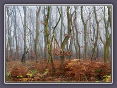 Moorbirken - wenn die Moore sterben 