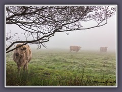 Nebel - über den Wiesen