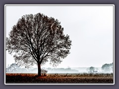 Nebel - Landleben