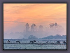 Nebel - Morgennebel