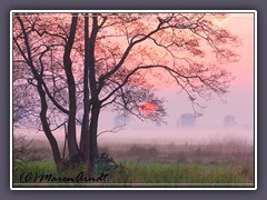 Nebel - Sonnenuntergang