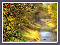 Oste Hamme Kanal  - Apfelernte