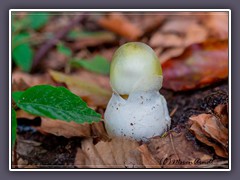 Pilzzeit - grüner Knollenblätter Pilz