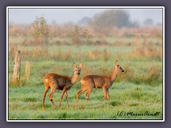 Rehe im Morgengrauen