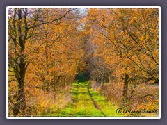 Seemoor - Wege ins Moor