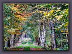 Wege ins Moor - herbstlich