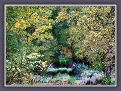 Wege ins Moor - sind heute Waldwege