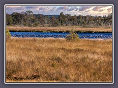 Wildgänse auf dem Huvenhoopsmoorsee