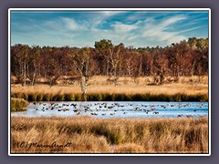 Wildgänse überwintern im Moor