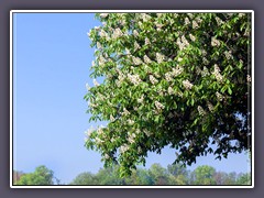 Frühling  - an der Wümme