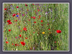 Frühling - Blühstreifen