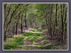 Frühling - Hagener Königsmoor