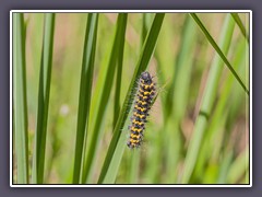 Frühling - Raupe des Nachtpfauenauges