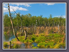 Frühling - renaturiertes Moor