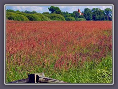 Frühling - Sauerampferwiese