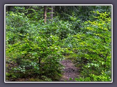 Frühling - Waldweg