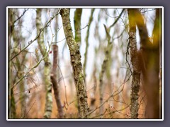 Herbst - Birken