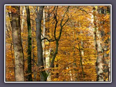 Herbst - Buchenwald