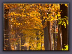 Herbst - Buchenwald  Weyerberg