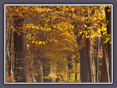 Herbst - Buchenwald in Worpswede Weyerberg