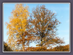 Herbst - Herbstlaub