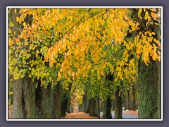 Herbst - Lindenallee in Worpswede