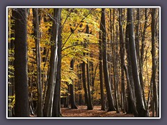 Herbst - Stedener Buchenwald