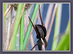 Sommer -  gerandete Jagdspinne mit Nachwuchs