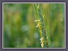 Sommer  - Korn