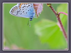 Sommer - Hauhechelbläuling