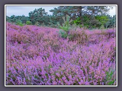 Sommer - Heideblüte