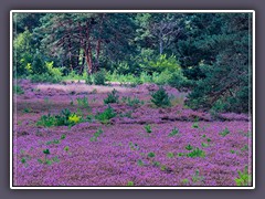 Sommer - Heideblüte im Springmoor