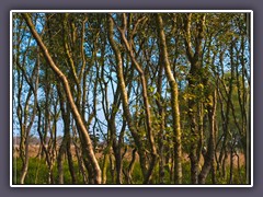 Sommer - Huvenhoopsmoor