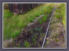 Sommer - Moorbahn