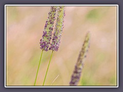 Sommer - Wildgräser