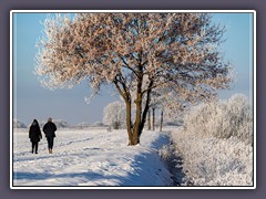 Winter - der Baum 