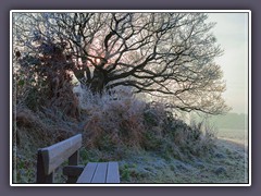 Winter - die Mackenseneiche