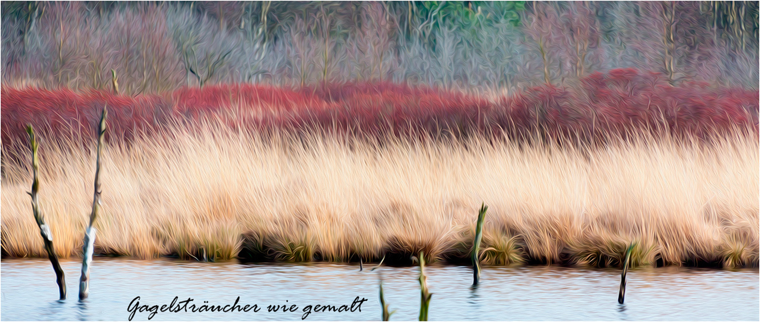 Gagelsträucher im Moor