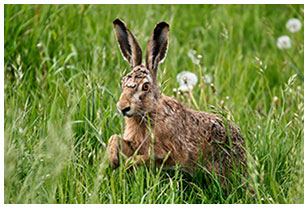 Säuger, Reptilien, Amphibien