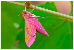 Schmetterlinge und Raupen