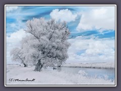 Mein Freund der Baum