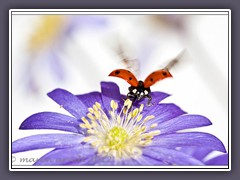 Abflug - Coccinella septempunctata